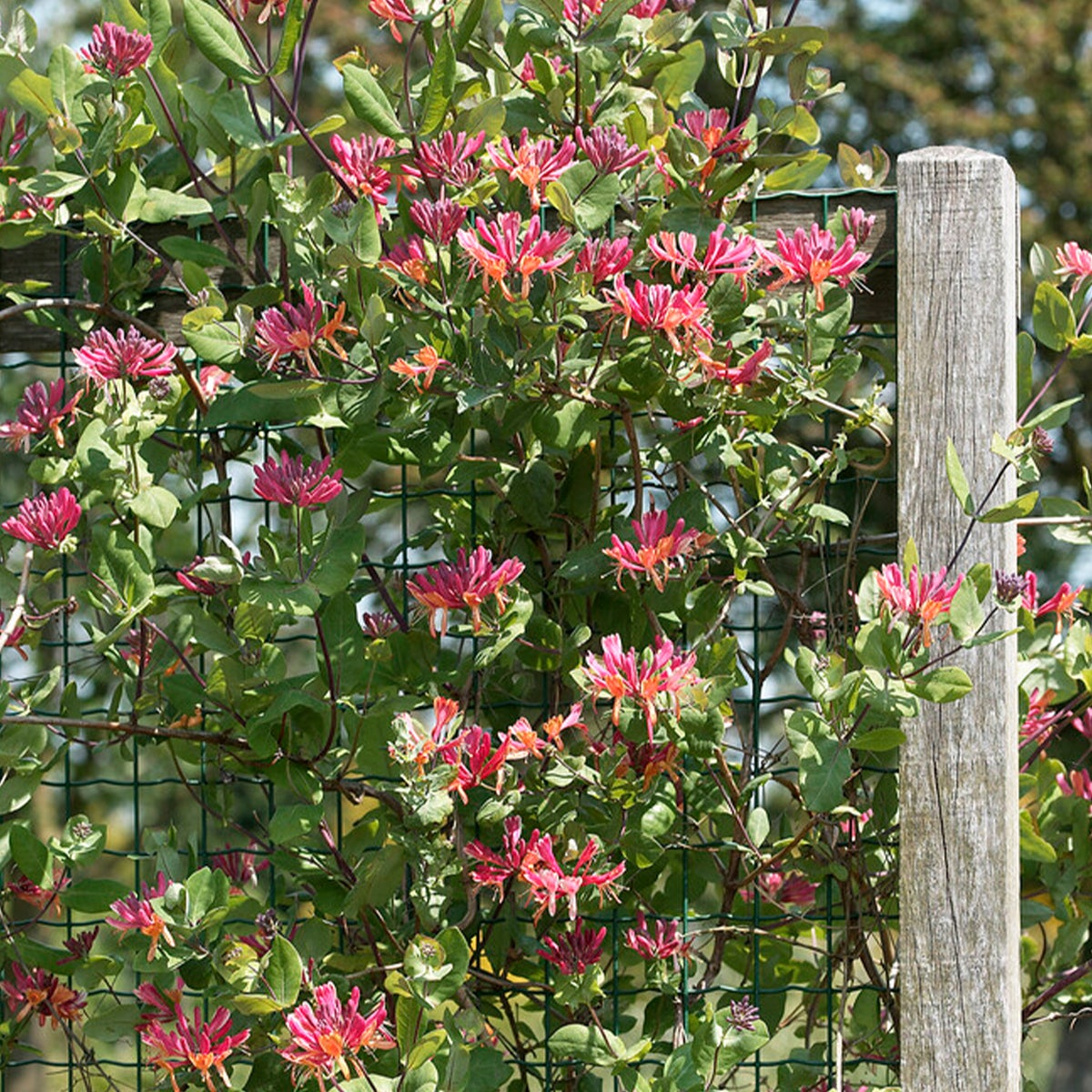 Bloomique – Lonicera Heckrottii Goldflame – Kamperfoelie – Rood, Geel – Klimplanten – Tuinplanten – Winterhard – Potmaat 15 cm – Hoogte 70–80 cm