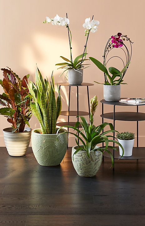 Bromélia, assortiment, pot 9cm