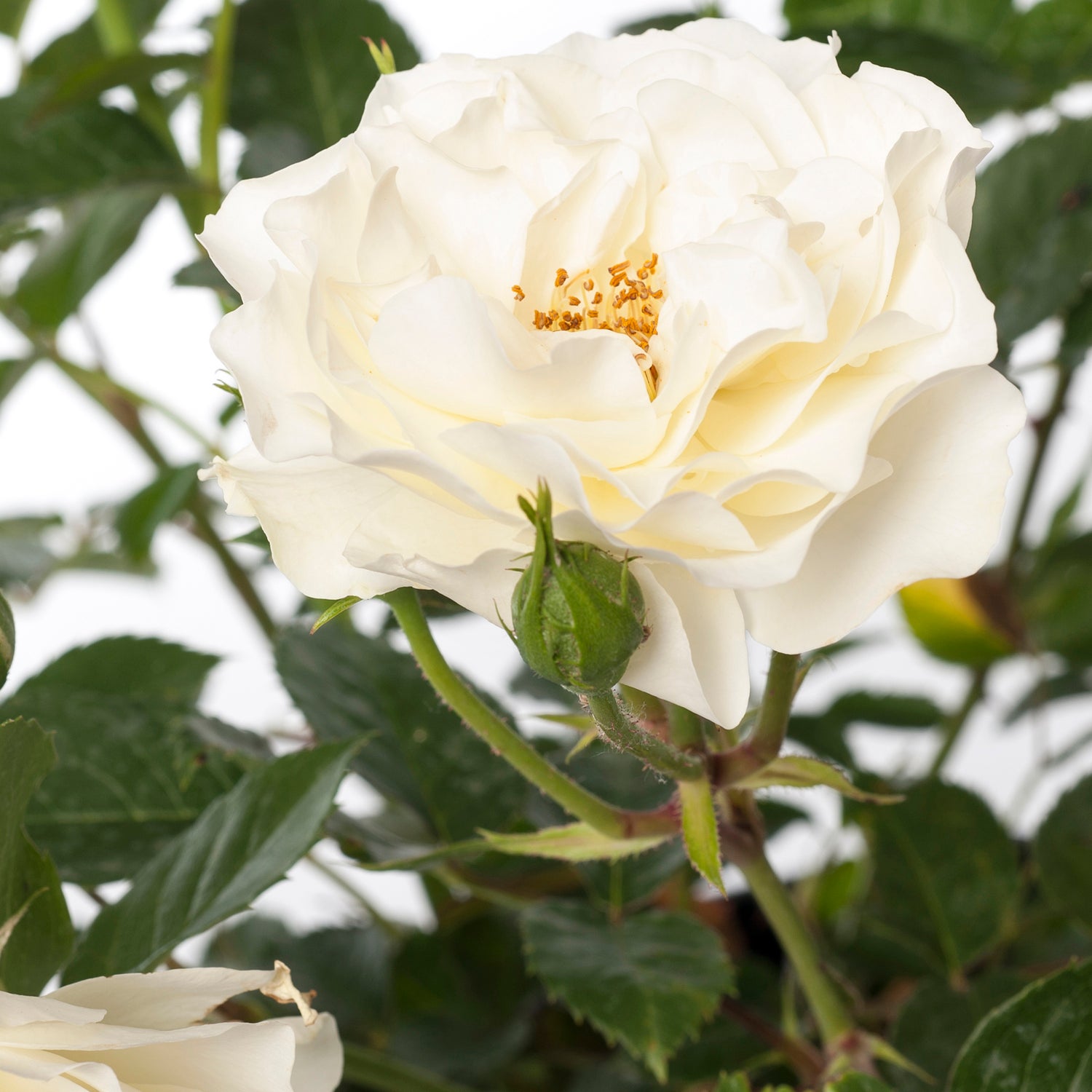 Stamroos (Rosa 'Annapurna' ) D 24 H 105 cm