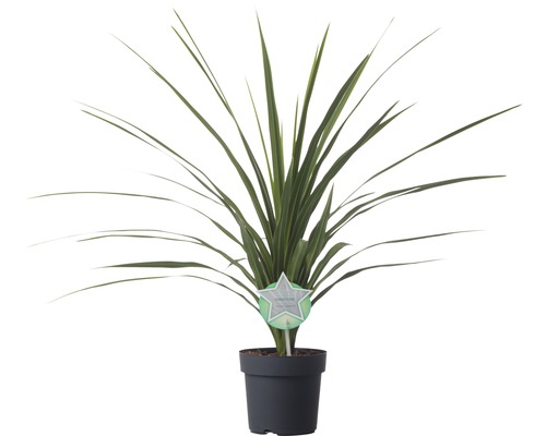 Cordyline australis 'Peko' FloraSelf 17cm pot