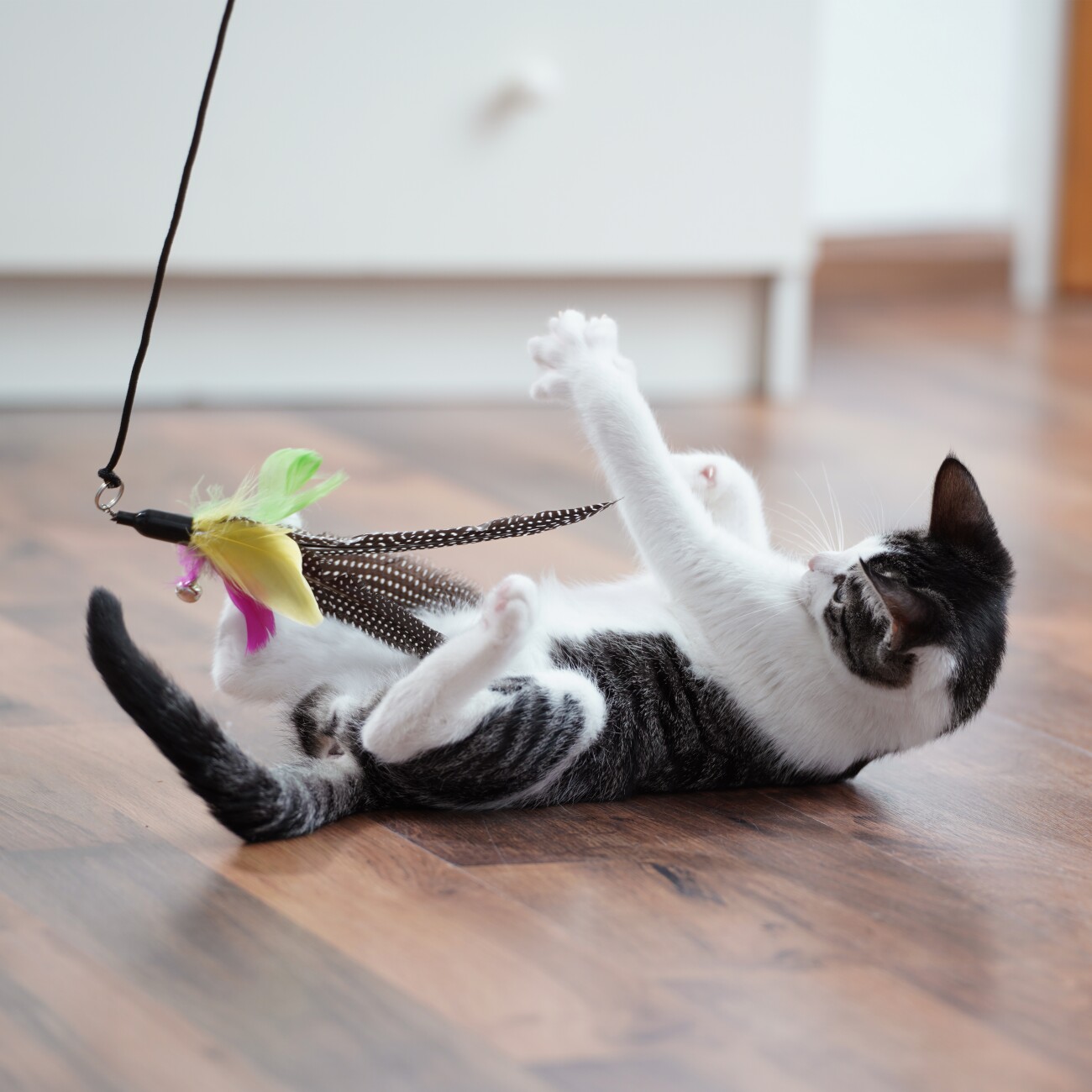 Schlitzohr Katzenangel Federanhänger 5x