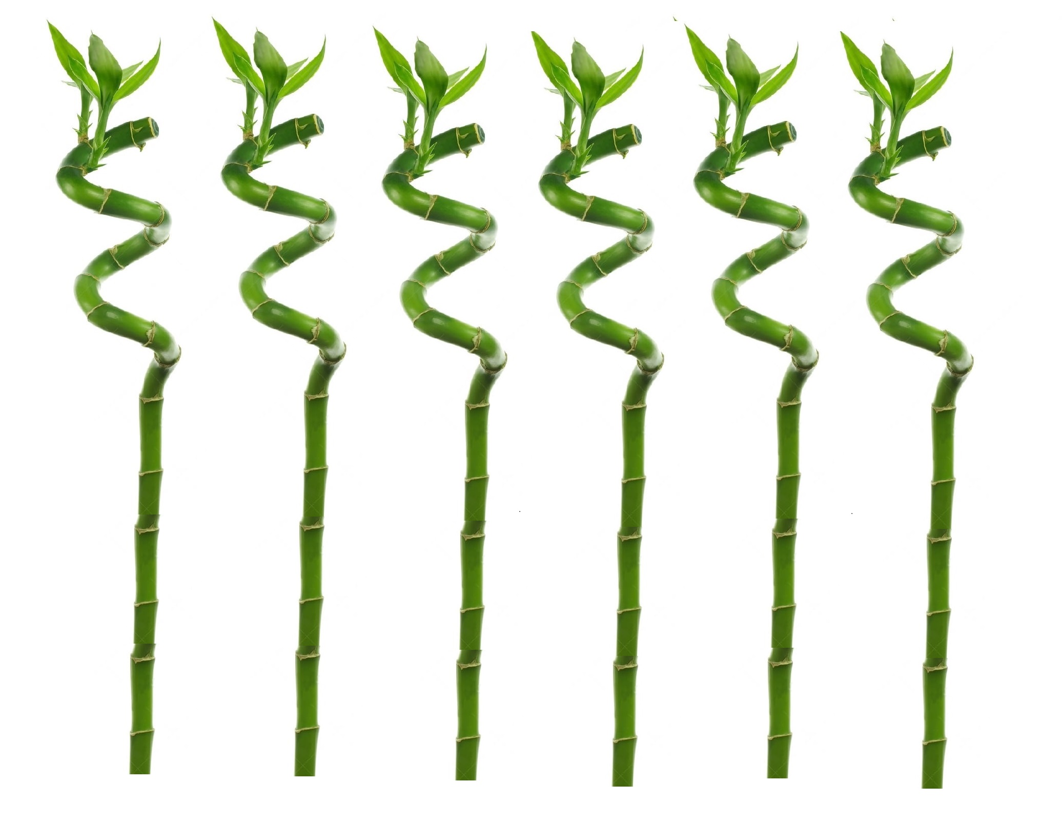 Dracaena sanderiana - set de 6 - lucky bamboo - hauteur 40-50cm