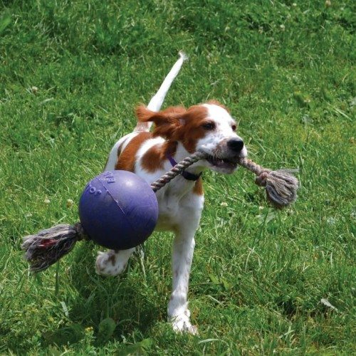Bola azul para cachorro com corda