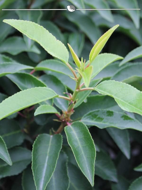 Portugiesischer Kirschlorbeer 180-200 cm im Topf. 4 Lorbeeren Sichtschutz Hecke