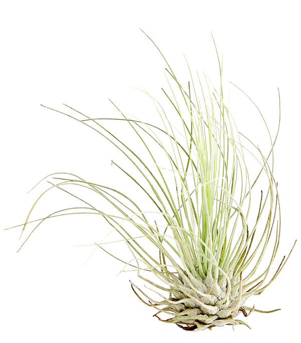 Tillandsie - Tillandsia cultivars klein,