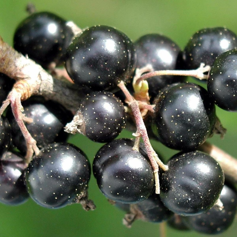 Cassis nigrum andega/ribes nigrum andega[-]pot de 5l - 40/60 cm
