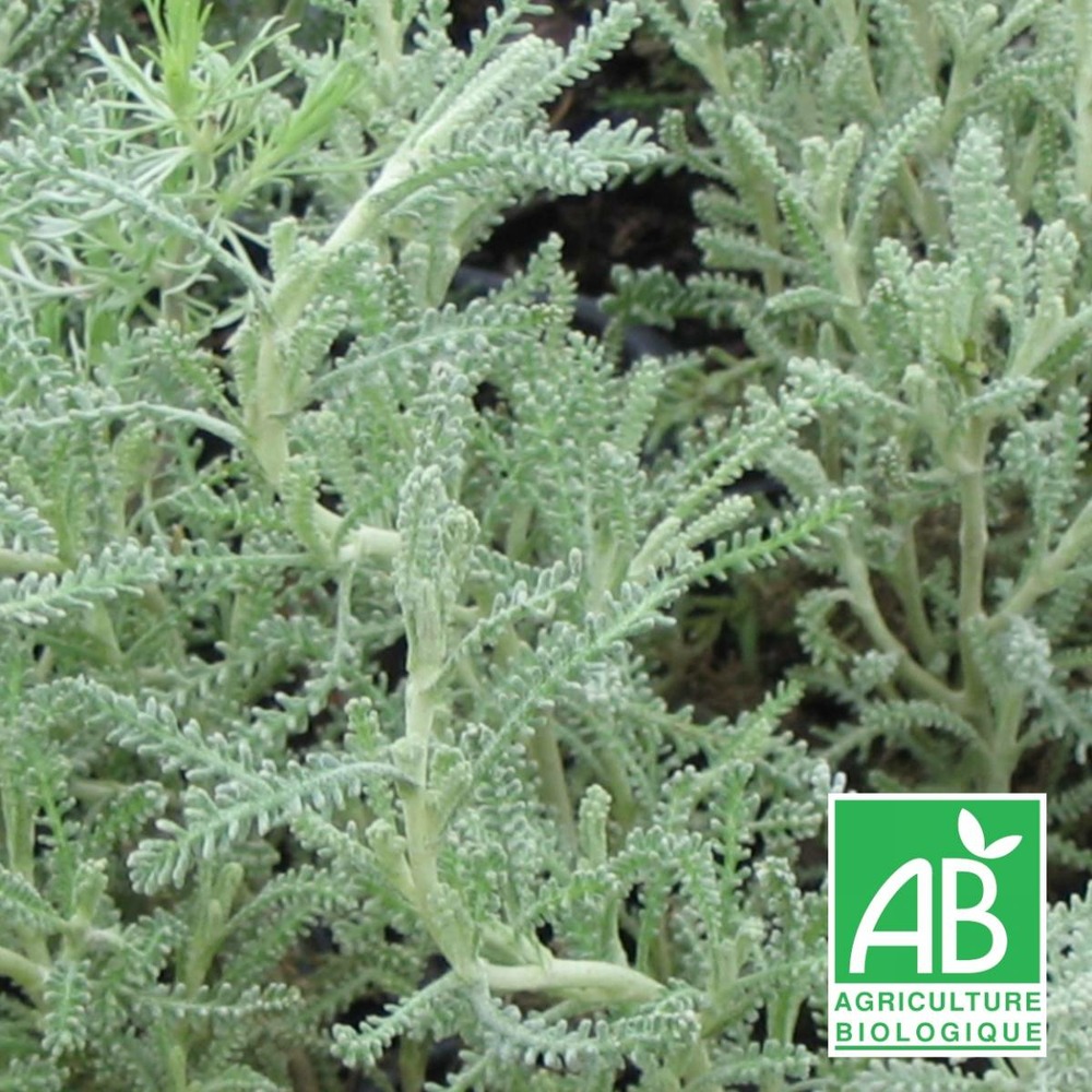 Santoline grise bio/santolina chamaecyparissus[-]lot de 3 godets
