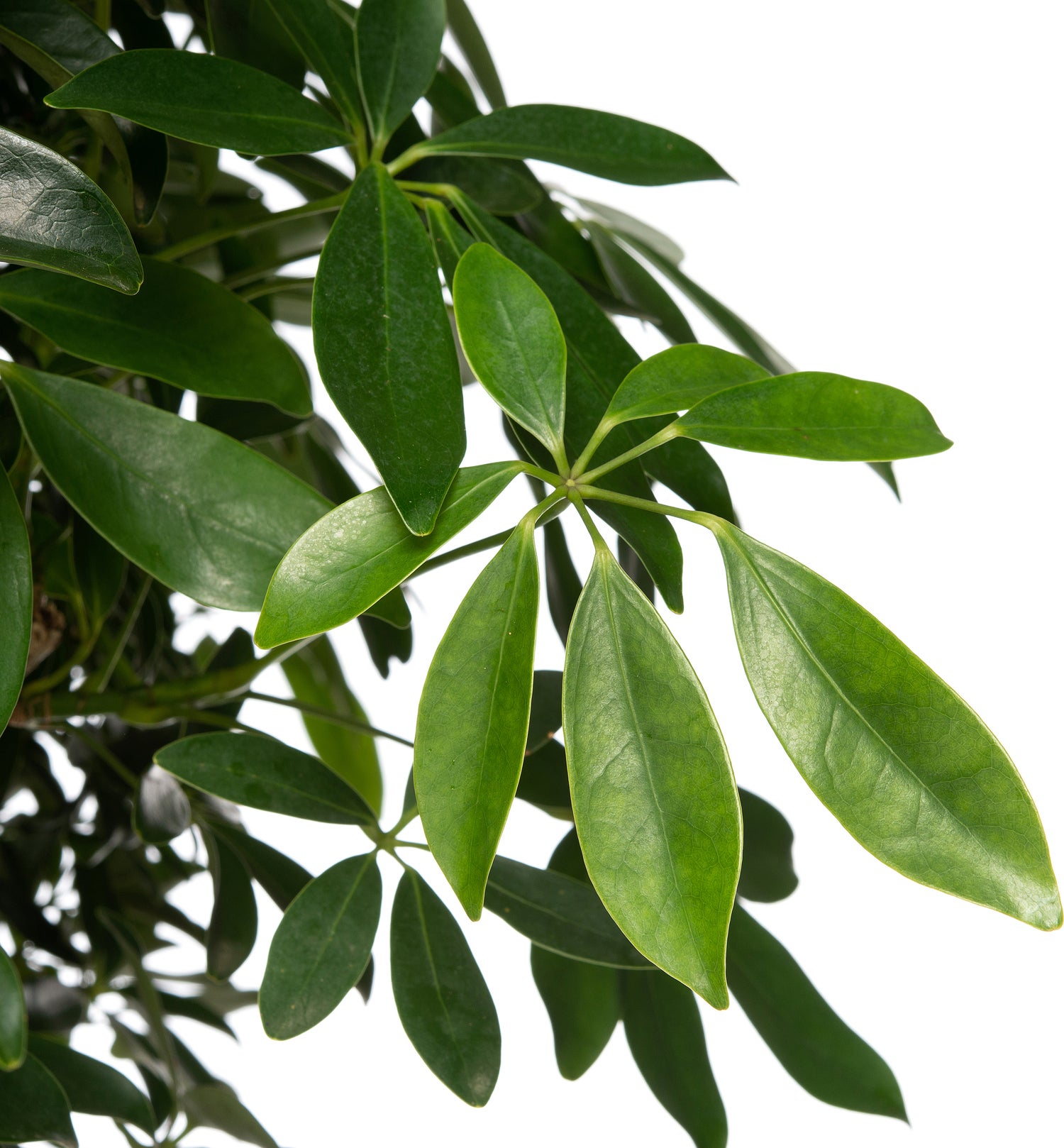Vingersboom (Schefflera arboricola) D 34 H 160 cm