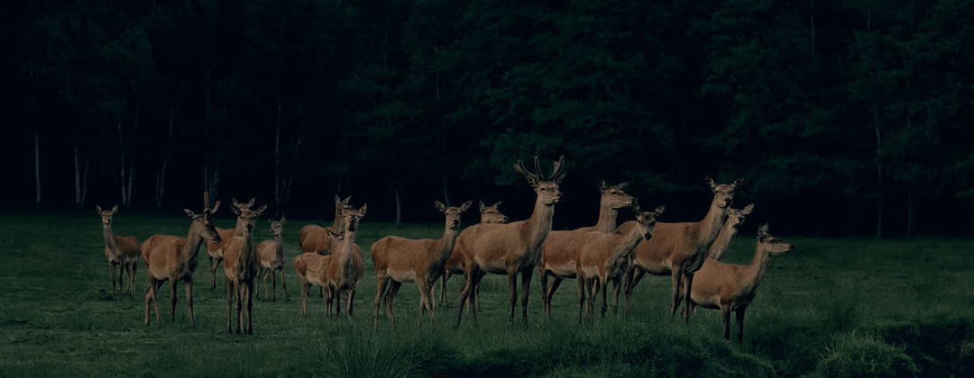 Pride of Deer #2 by Frank Stöckel - Limited Edition. Edition of: 150. Signed.