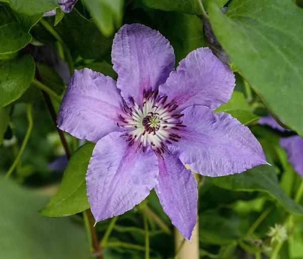 Waldrebe - Clematis 'Tumaini'