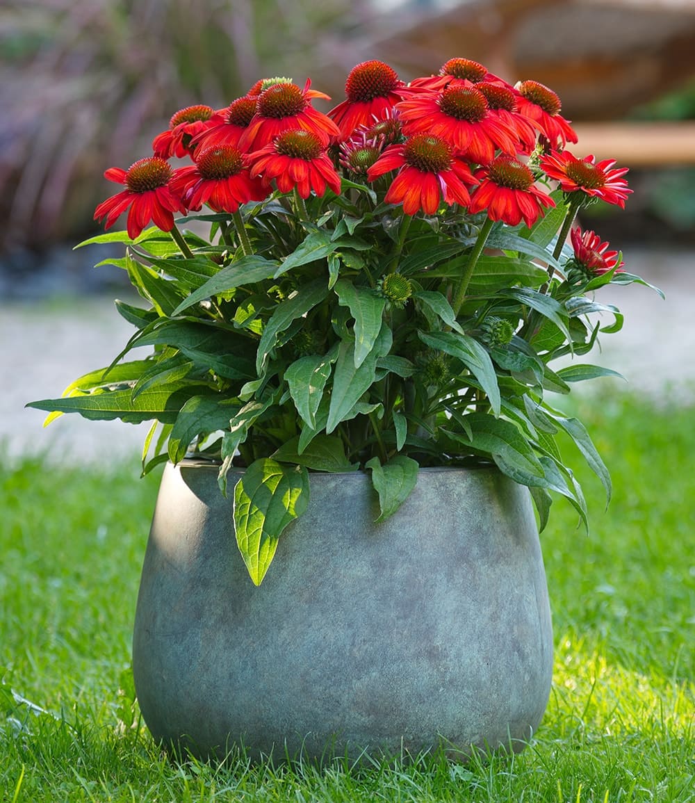 Echinacea 'SunMagic Vintage Electric Orange®'