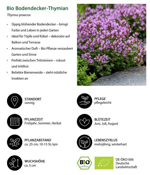 Bio Bodendecker-Thymian