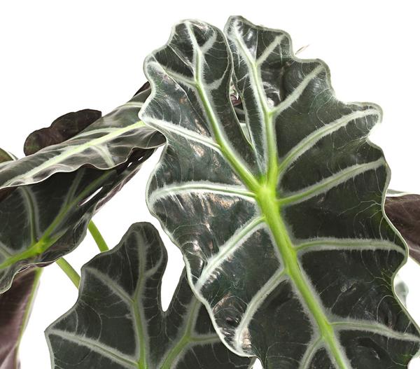 Pfeilblatt - Alocasia amazonica 'Polly'