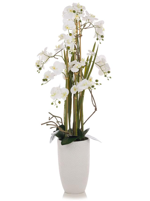 Orchidee Phalaenopsis, 160 cm