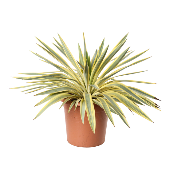 Yucca 'Bright Star®' : Pot 12L