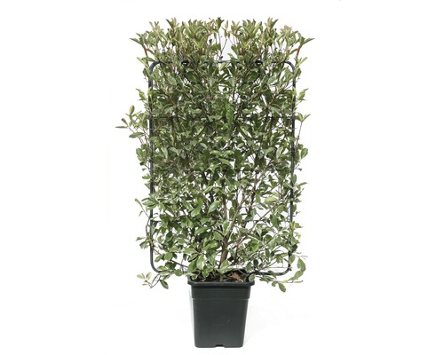 Witgroene mispel trellis FloraSelf Photinia fraseri 'Pink Marble' ® H120xB80 cm Co 30 L