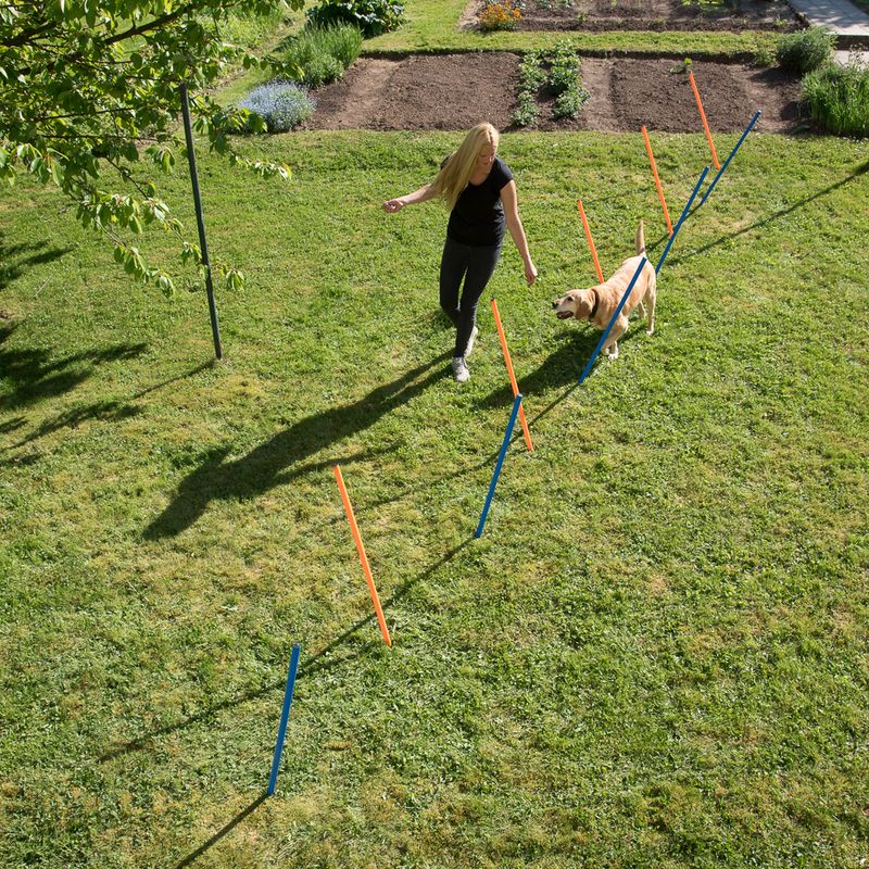 Piquets de slalom Agility à prix discount sur bitiba.fr