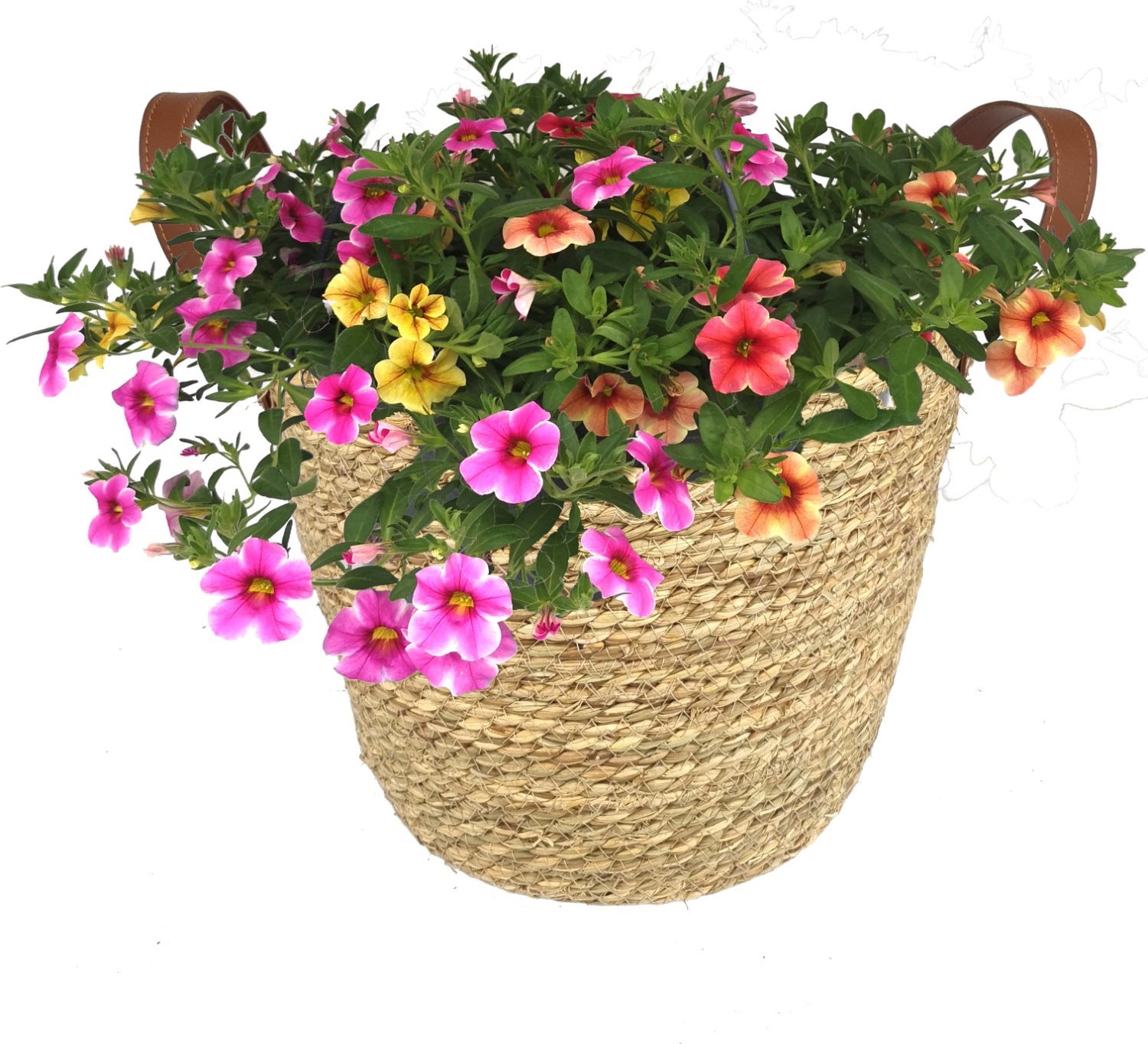 Intratuin Arrangement Minipetunia (Callibrachoa) in mand D 28 H 35 cm