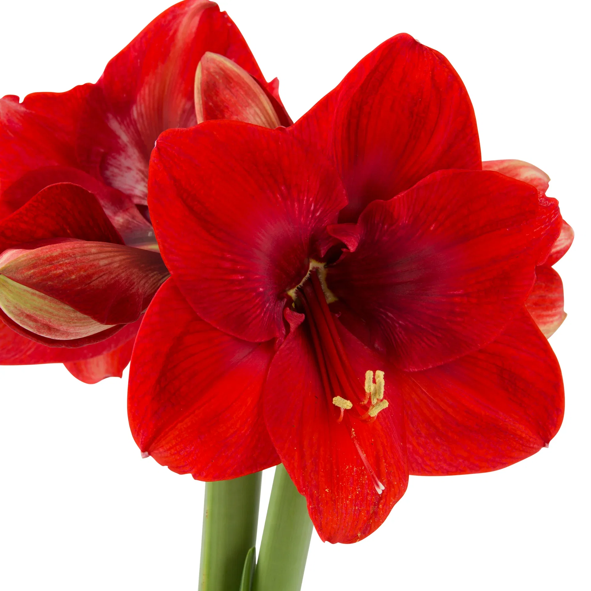 Hippeastrum x hortorum Amaryllis 2- grenet Omkrets 32 cm