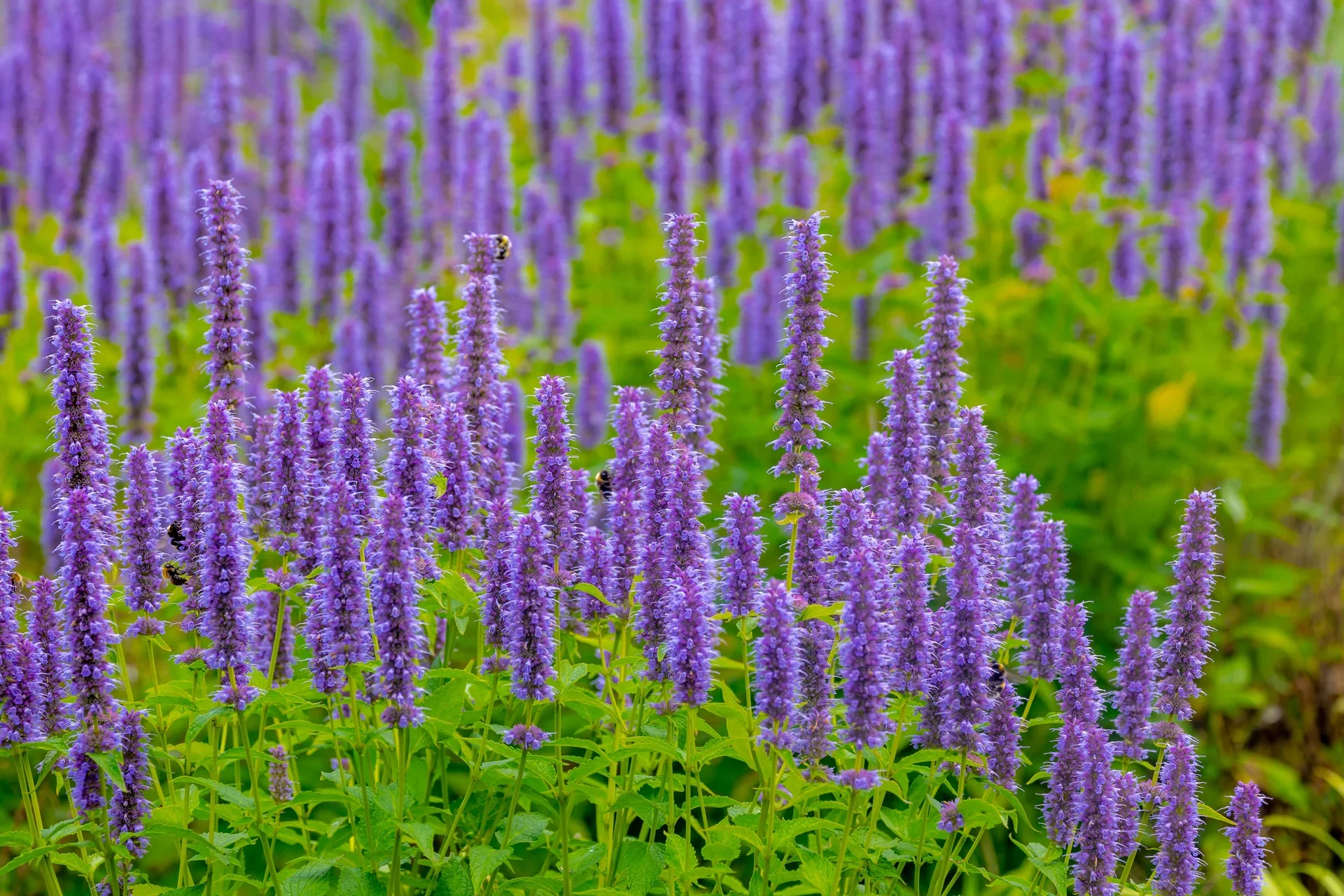 Agastache 'Blue Fortune' Koreamynte  'Blue Fortune' Ø11 cm