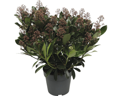 Japanse Skimmia FloraSelf Skimmia japonica 'Rubella' 50+ schermen H 20-30 cm Co 3 L bossig
