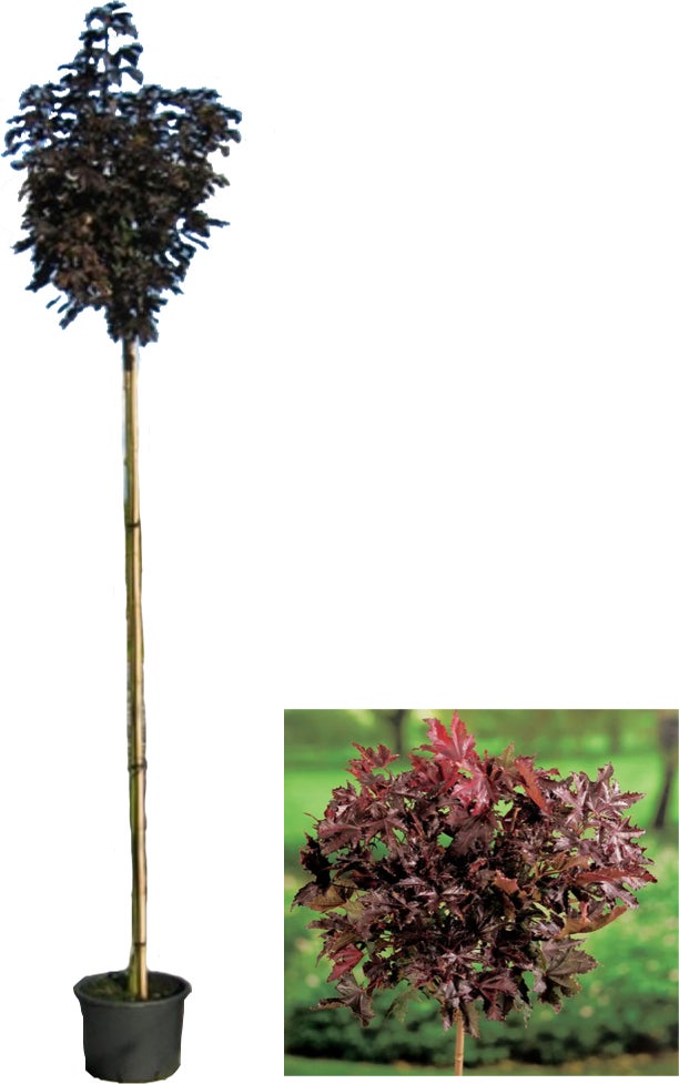 Rode Esdoorn (Acer platanoides 'Crimson Sentry') D 32 H 210 cm