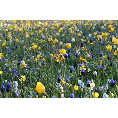 Blumenzwiebelmischung für Wiesen