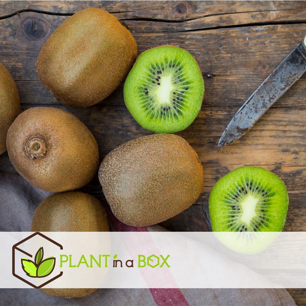 Kiwi actinidia 'jenny' - set de 3 - plantes de kiwi - pot 9cm - hauteur 20-40cm
