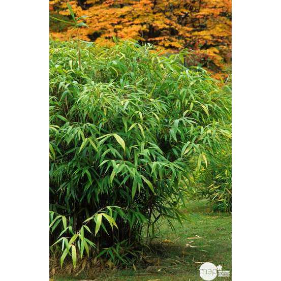 Bambou moyen pseudosasa japonica 100/150 cm: pot de 18 litres