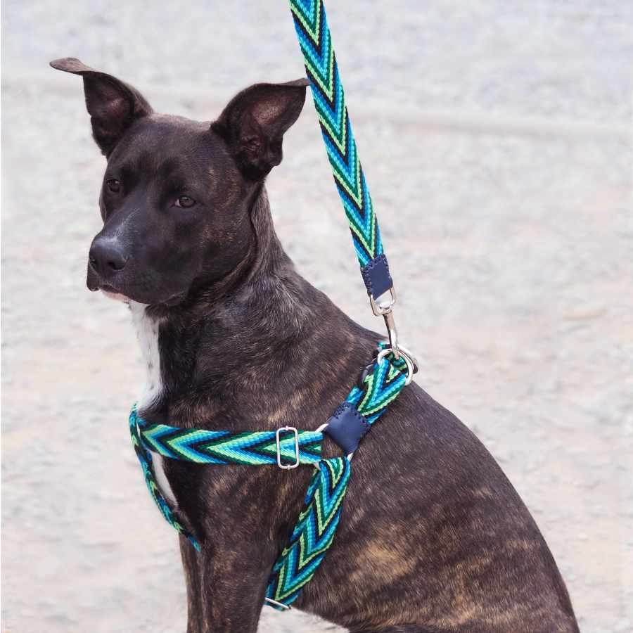 Coleira Leo&Indi Wayuu Guajira com guia