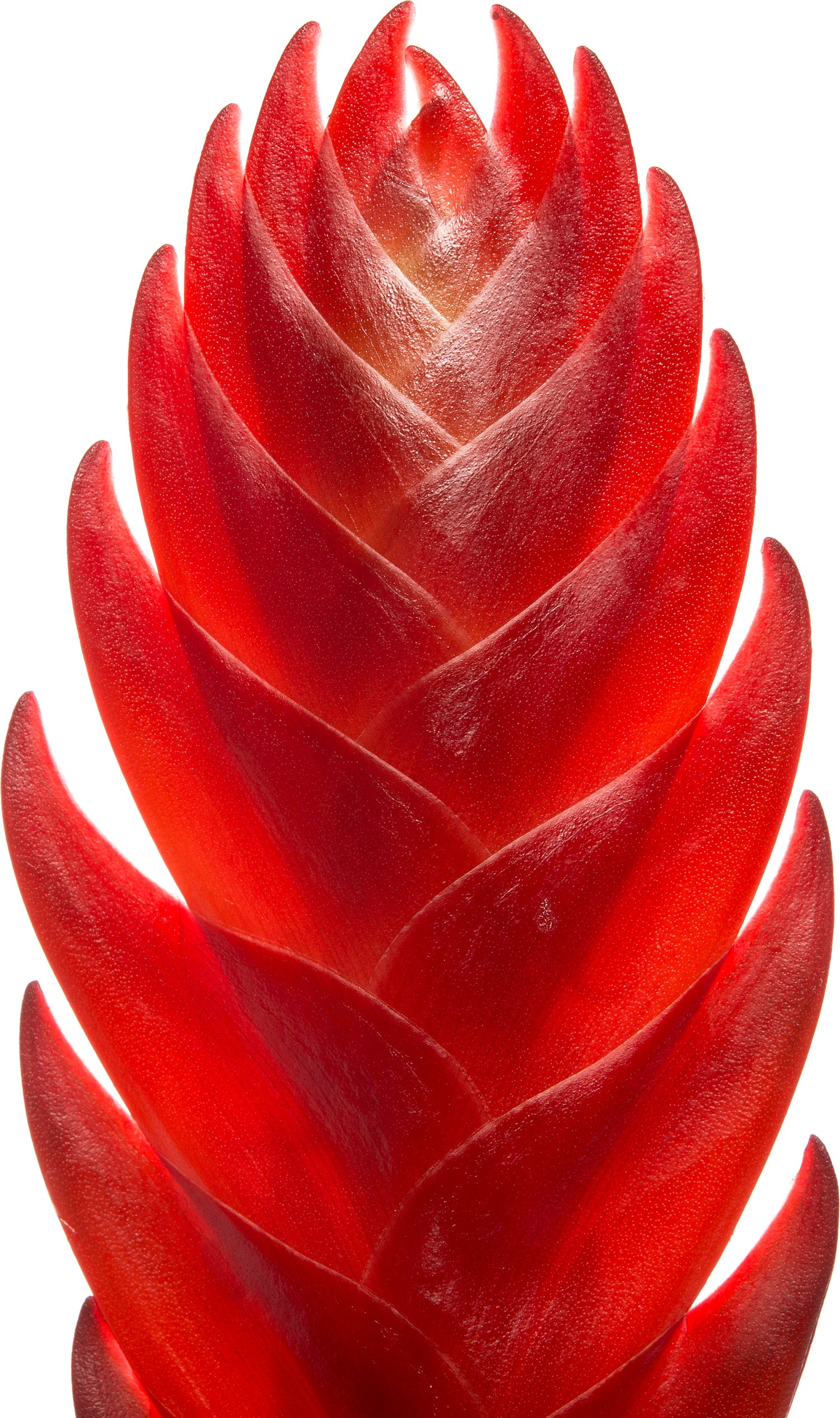 Vriesea (Vriesea 'Porto') D 12 H 45 cm
