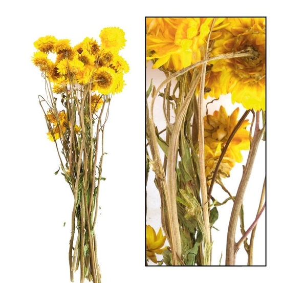 Bouquet fleurs séchées Helichrysum Jaune
