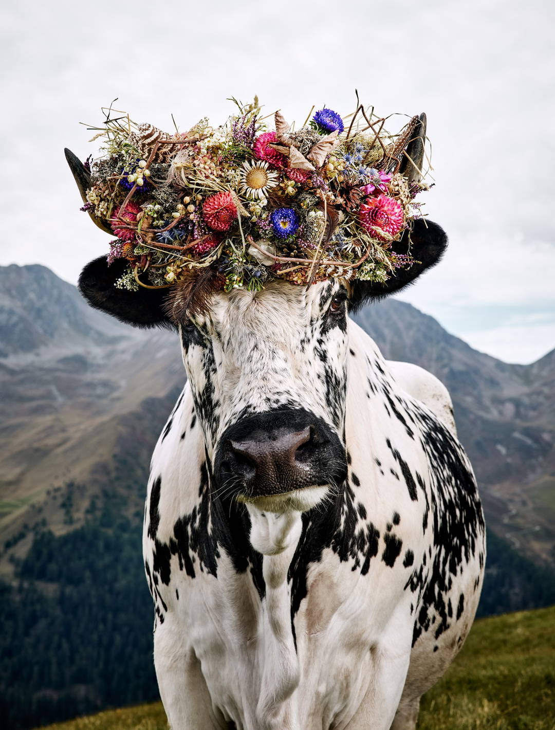 Merle by Ramona Waldner - Limited Edition. Edition of: 150. Signed.