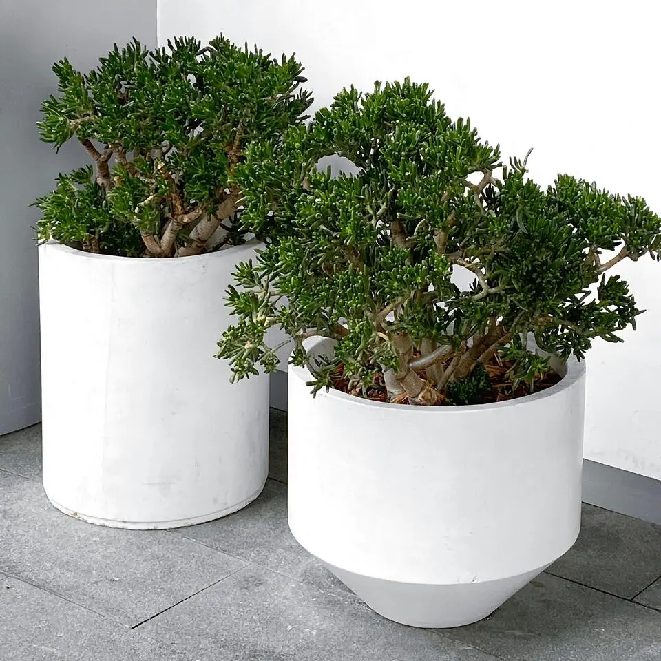 Jadeplant - Crassula ovata 'Minor' - Hoogte 30-35cm - ⌀17cm