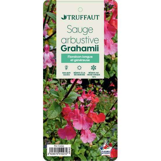 Salvia Grahamii : C3L Marque Truffaut