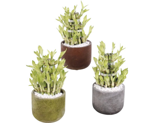 Lucky Bamboo FloraSelf Lucky Bamboo Ø 11 cm Pot Liam