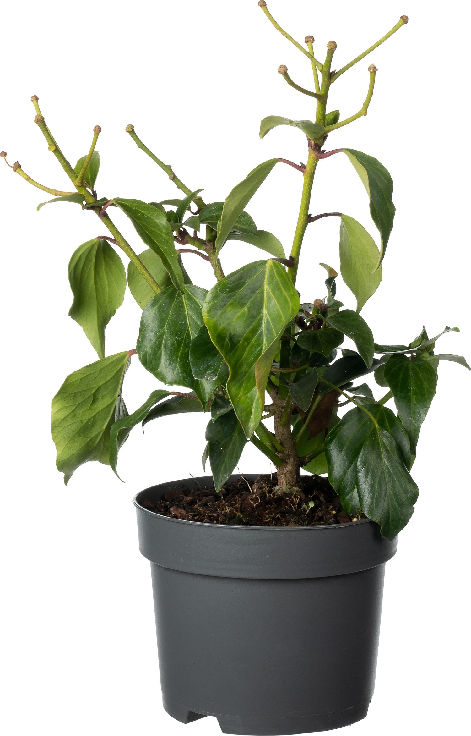 Struikklimop (Hedera colchica 'Fall Favourite') D 17 H 25 cm