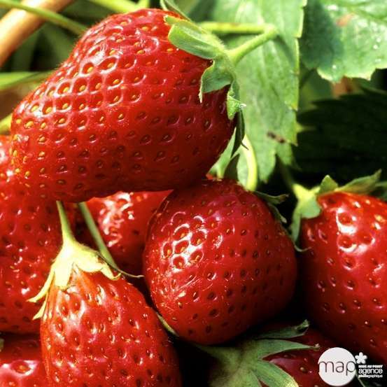 Plant de fraisier 'Mara des Bois' bio : en racines nues