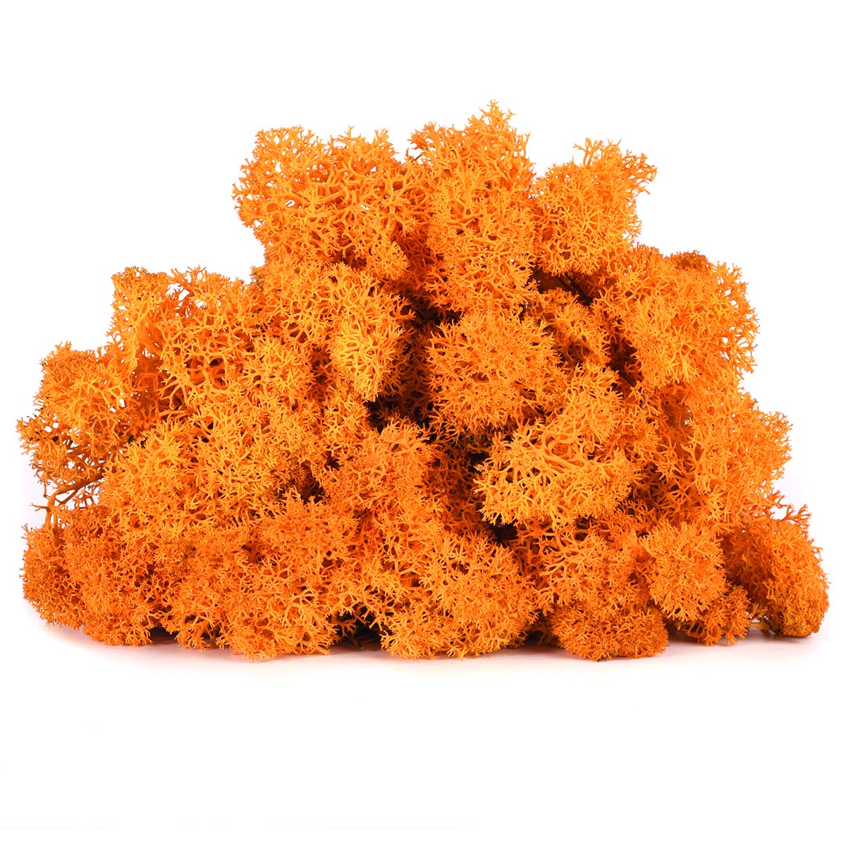 Lic/0551 lichen stabilisée automne w-box 0,5 kg