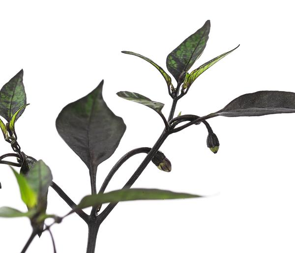 Peperoni 'Piri Piri'