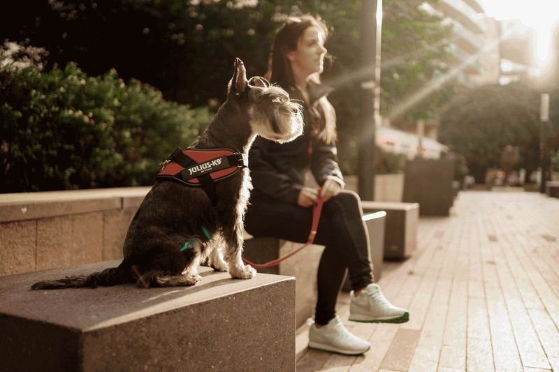JULIUS-K9 - IDC Power Harness - Harnas - Aquamarine - Huidvriendelijk