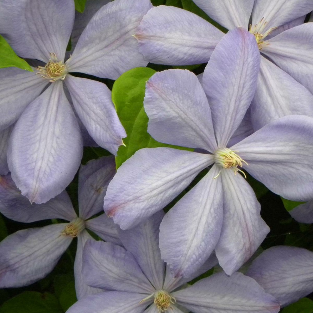 Clématite mrs cholmondeley/clematis mrs cholmondeley[-]godet - 5/20 cm
