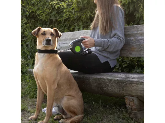 Laisse Automatique pour Chien 