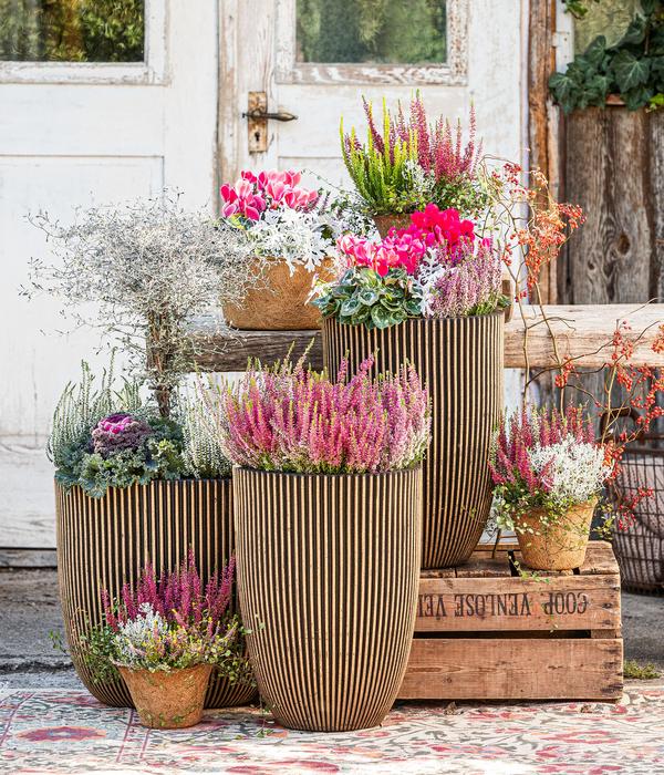 Herbst-Mix im Kübel, verschiedene Farben