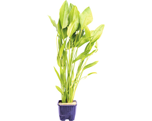 Argentijnse kikkerlepel grote plant - Echinodorus argentinensis, GP
