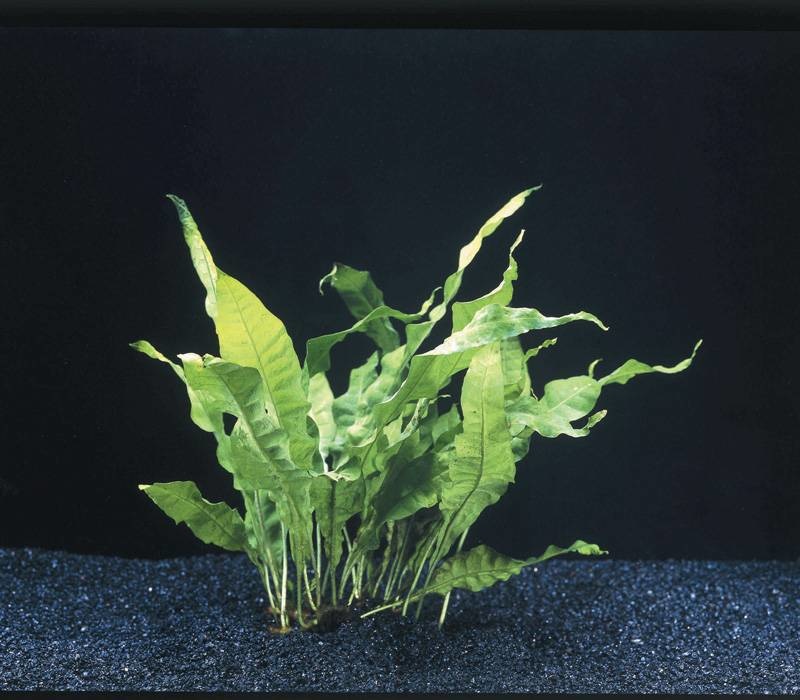 AquastoreXL Plantenpakket Garnalen 1