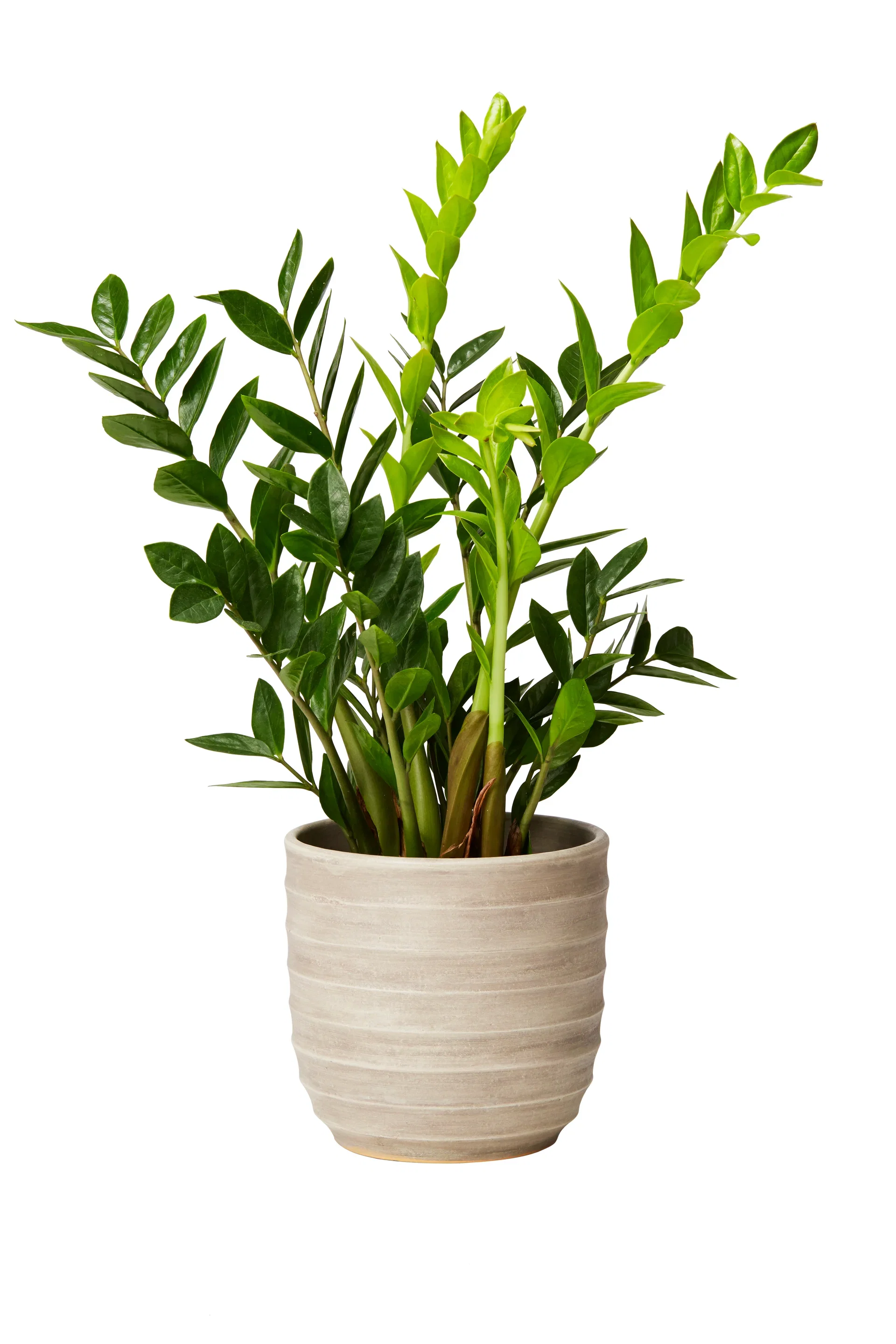 Zamioculcas zamiifolia Smaragdpalme Høyde 65 cm