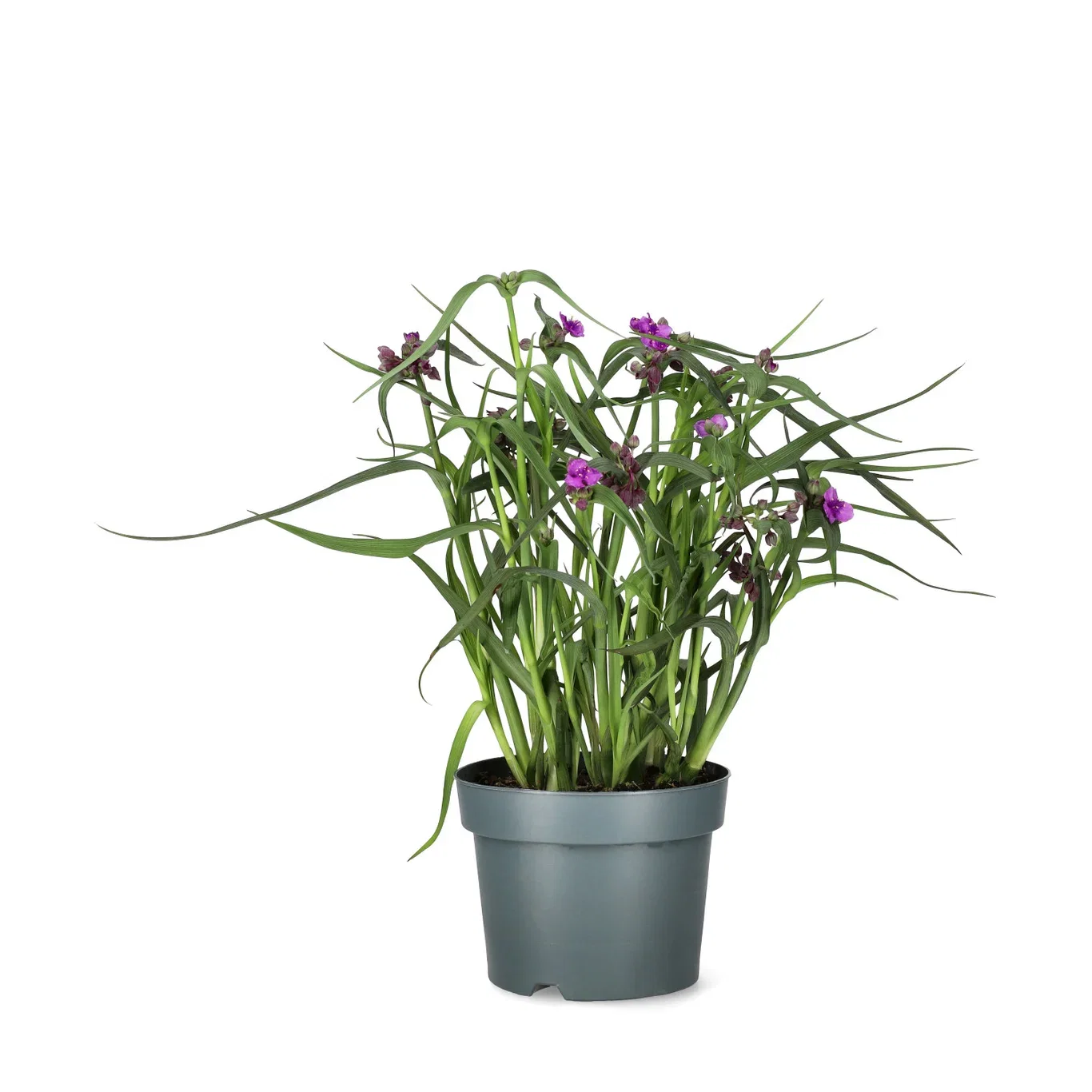Tradescantia 'JS® Brainstorm' Vandrer 'Brainstorm' Ø19 cm