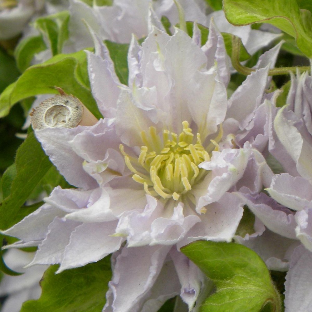Clématite dancing king® 'zodaki'/clematis dancing king® 'zodaki'[-]pot de 2l - 60 cm