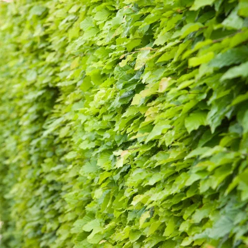 Fagus sylvatica Bøk Ø22 cm